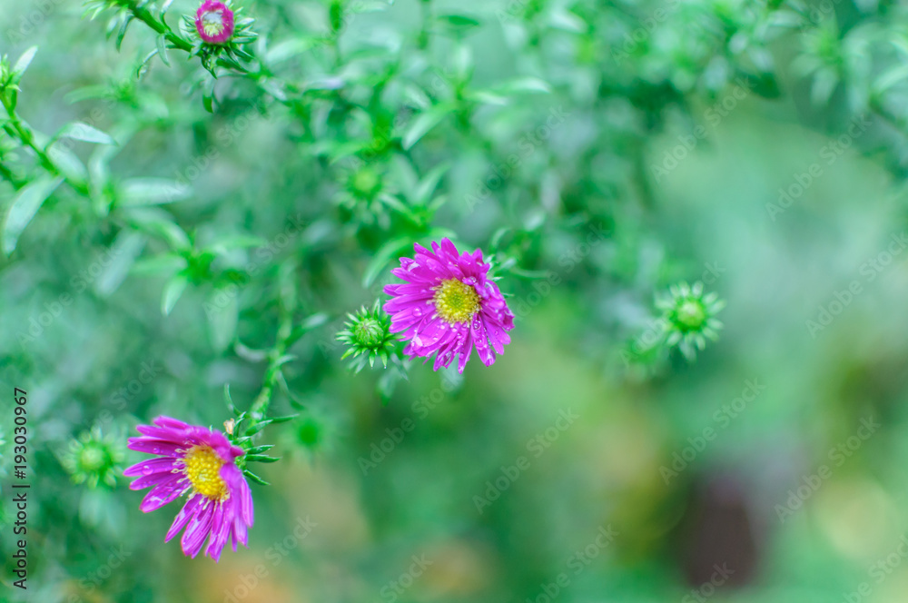 Beautiful lilac pink chrysanthemum as background picture. Chrysanthemum wallpaper, chrysanthemums in