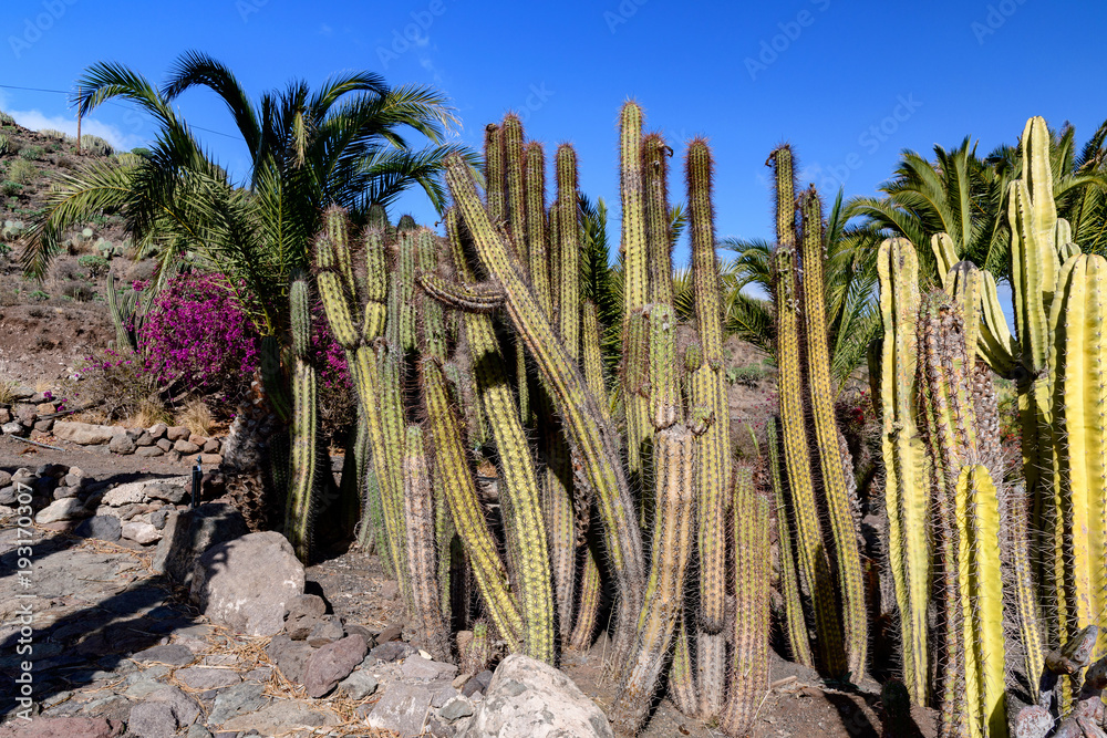 大加那利岛Cactualdea公园