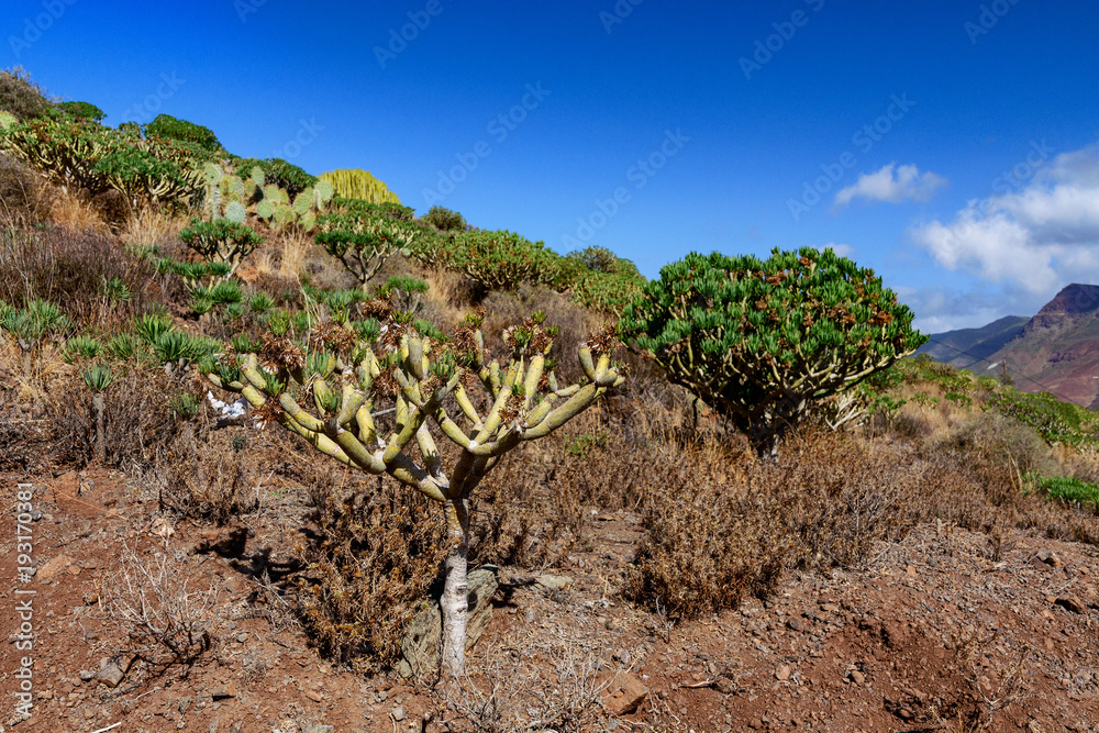 大加那利岛Cactualdea公园