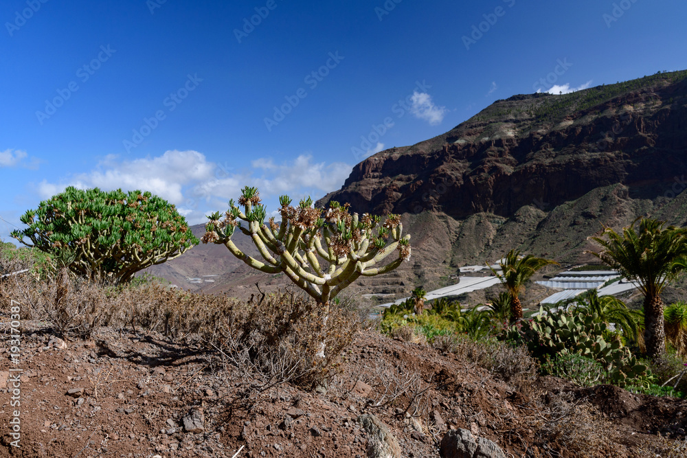 大加那利岛Cactualdea公园