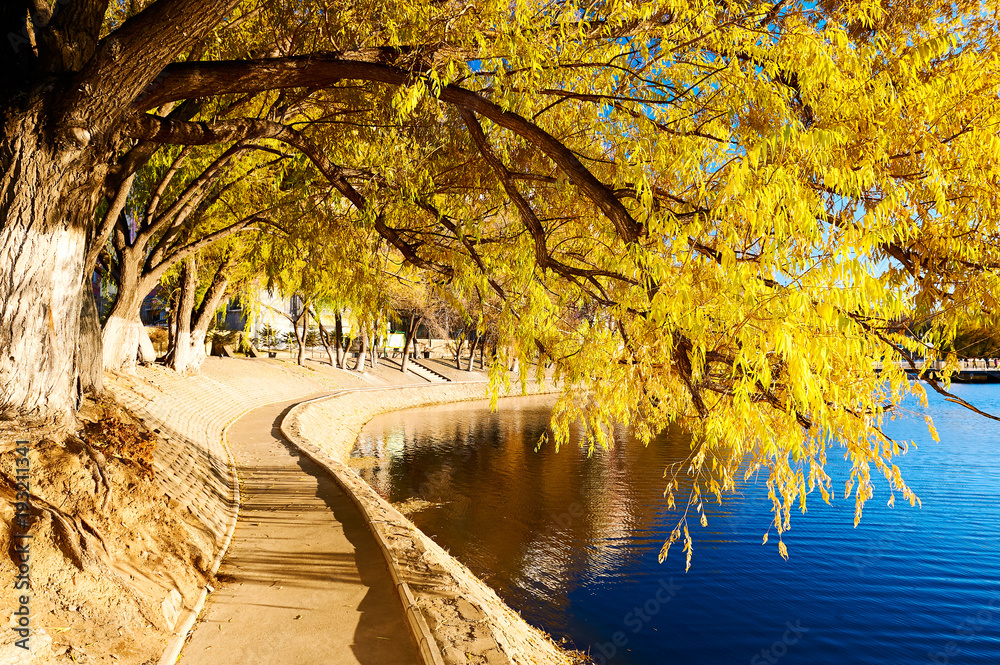 The fall trees with golden color leaves lakeside.