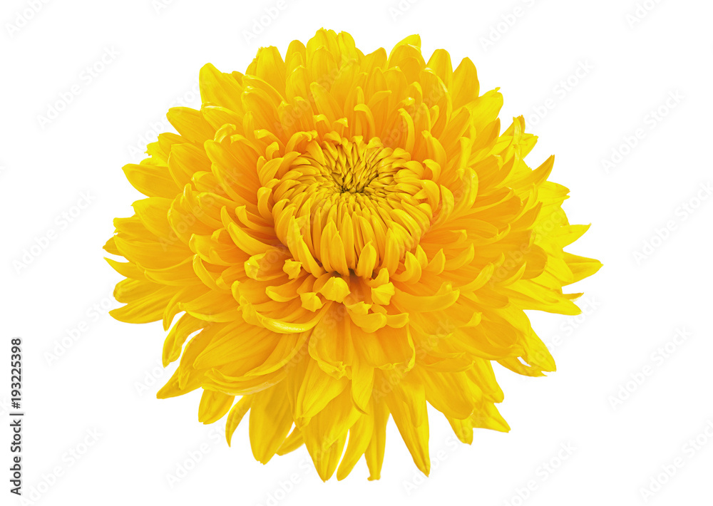 Yellow chrysanthemum flower head