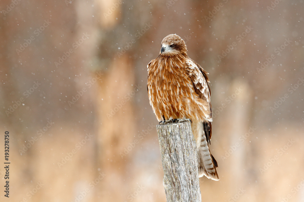 黑色风筝，Milvus migrans，坐在金属管围栏上，冬天下雪。下雪天。