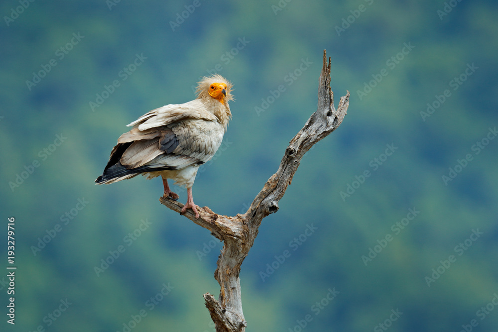 埃及秃鹫，Neophron percnoterus，坐在树枝上的大型猛禽，青山，自然