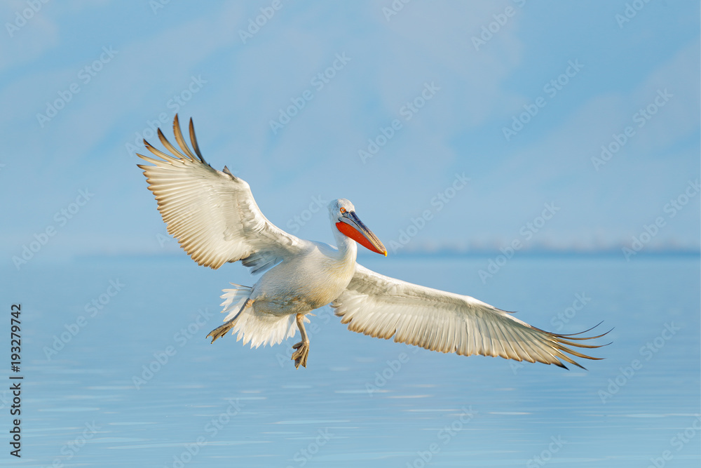 达尔马提亚鹈鹕，Pelecanus crispus，位于希腊克基尼湖。张开翅膀的帕利坎，狩猎动物