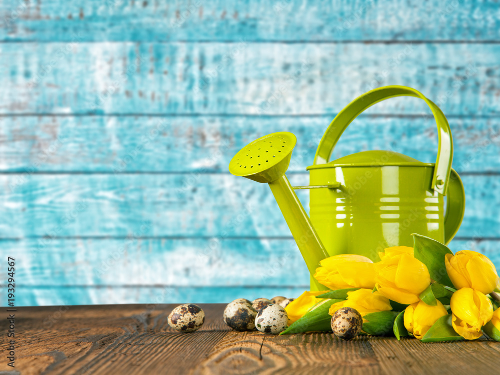 Bouquet of colored tulips with watering can