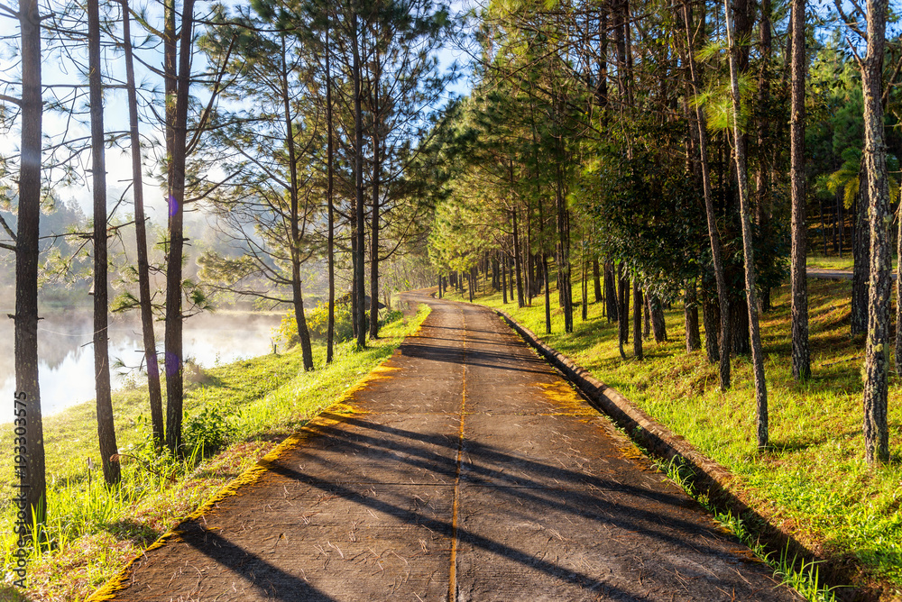 雾蒙蒙的早晨，松林和乡村公路的种植