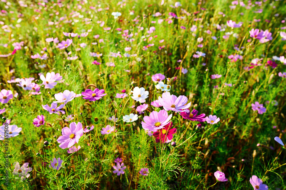 The Kelsang flowers bloom luxuriantly sunrise.