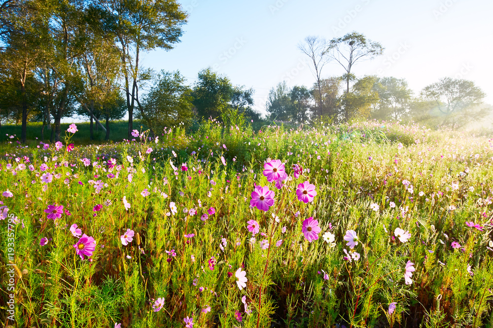 The Kelsang flowers bloom luxuriantly sunrise.