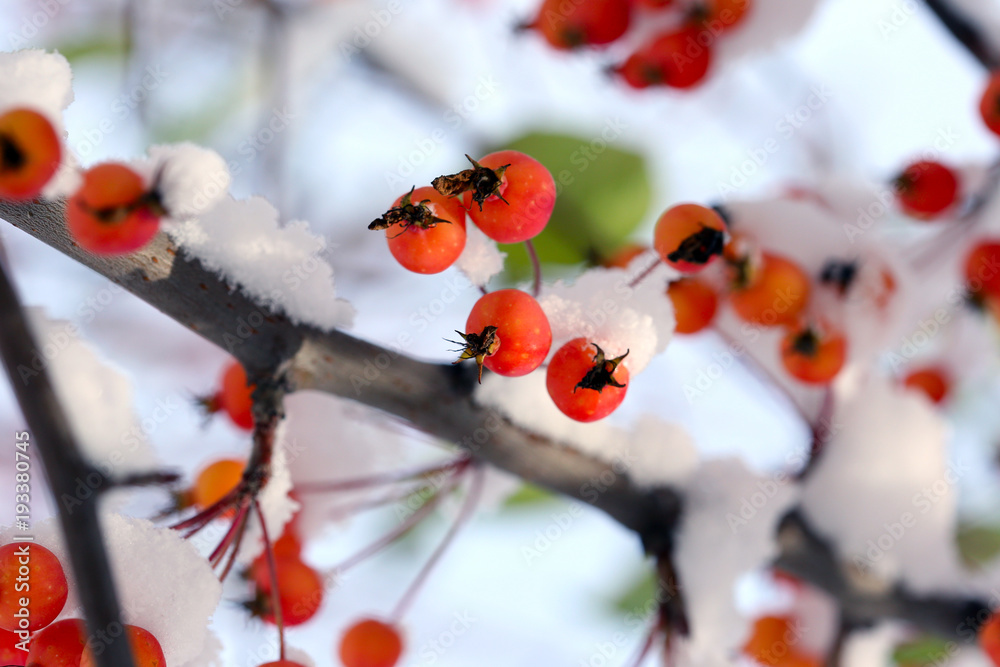 雪地里的野苹果树