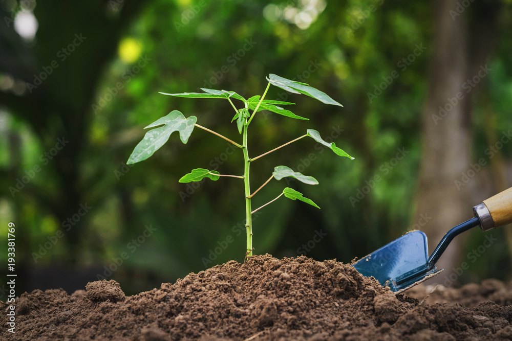 planting young tree in garden