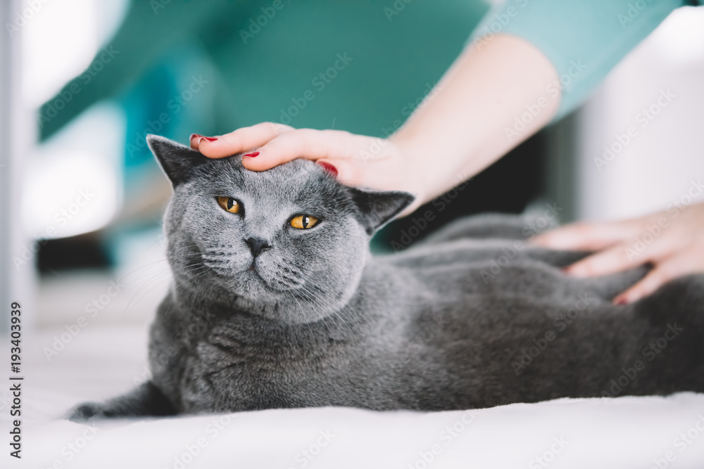 躺在床上的可爱的灰猫