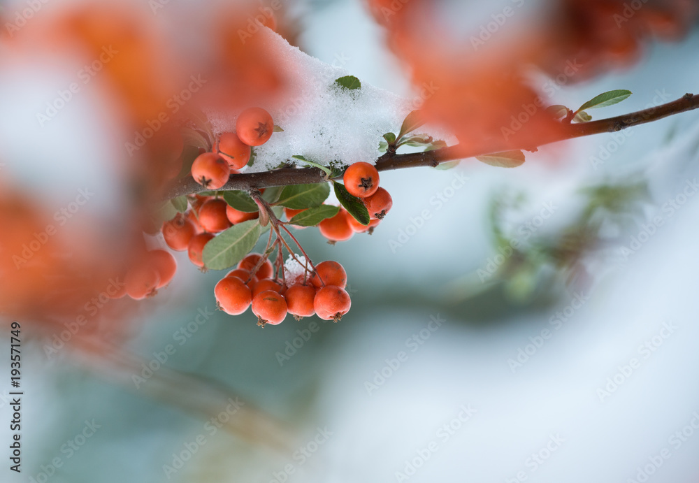 雪中火棘浆果的优雅冬季背景。