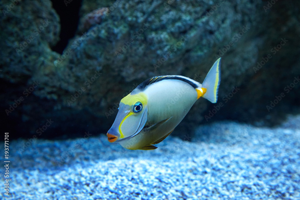 在海洋水族馆游泳的咕噜鱼