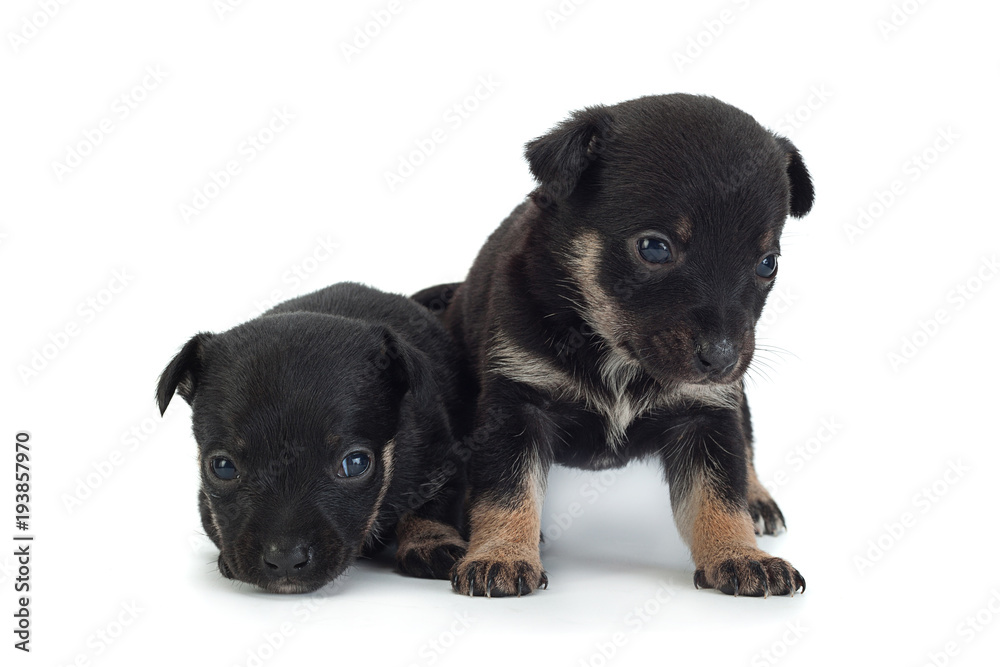 Young baby dog on white