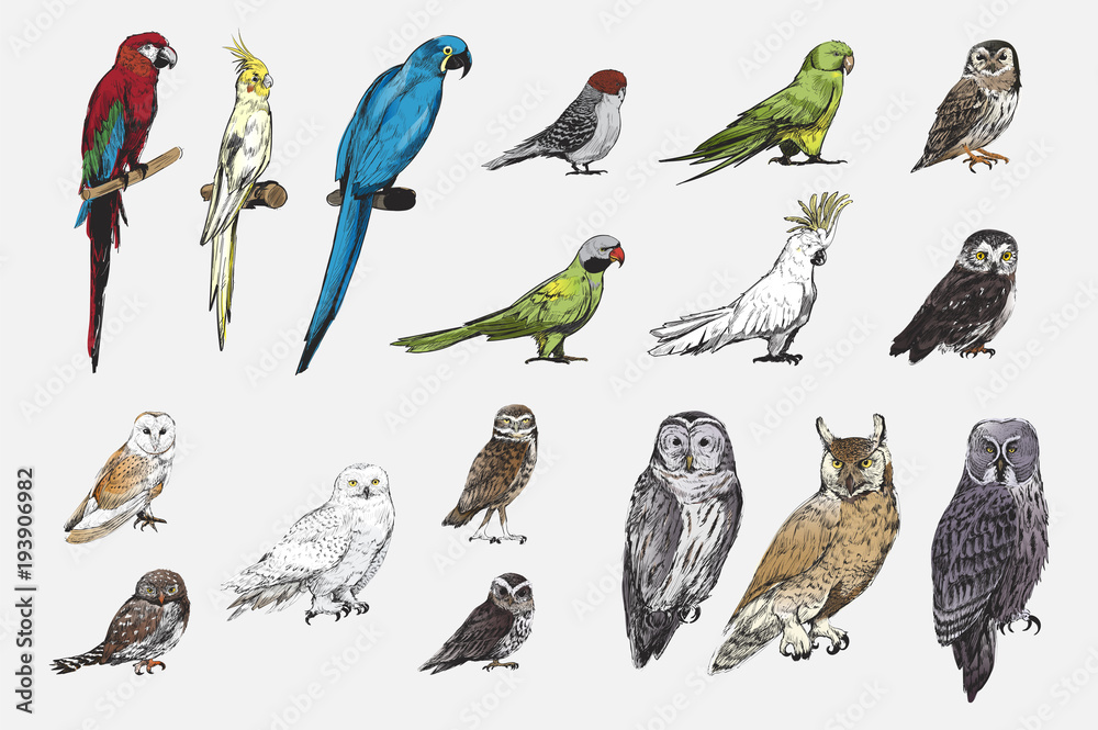 Illustration drawing style of parrot birds collection