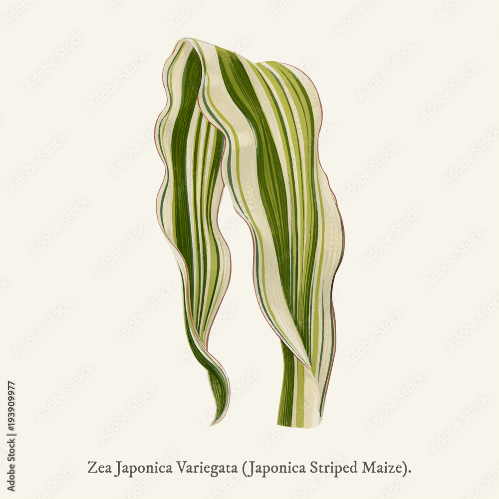 Japonica Striped Maize (Zea Japonica Variegata ) found in (1825-1890) New and Rare Beautiful-Leaved 