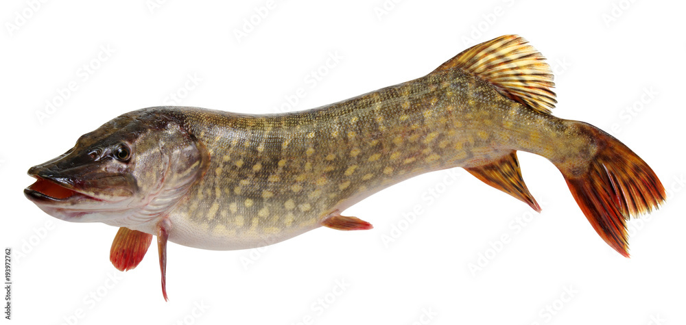  Pike isolated on white