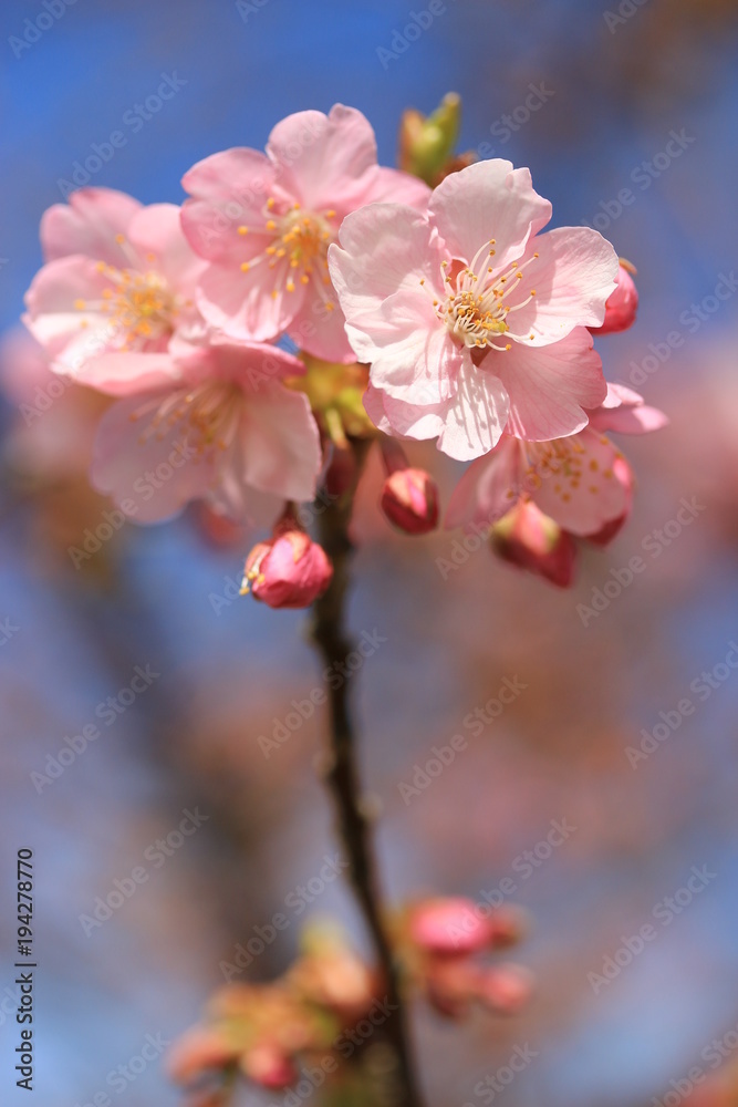 河津桜