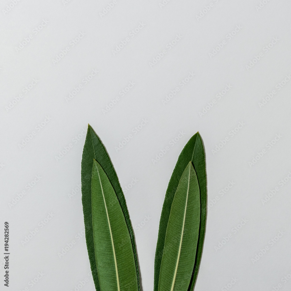 Rabbit ears made of natural green leaves on white background. Easter minimal concept. Flat lay.