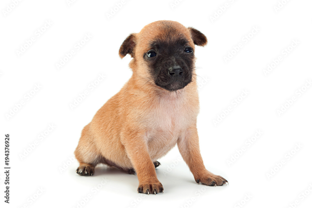 Young baby dog on white