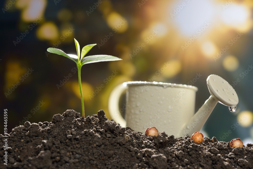 Young plant growing out of soil with plant seeds beside it