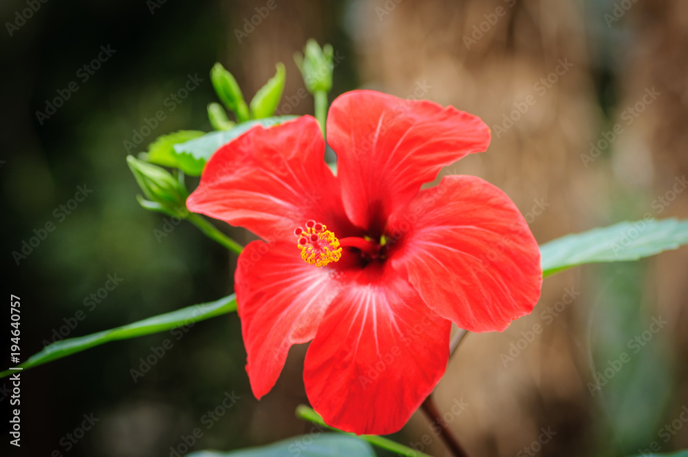 自然背景下的红色芙蓉花。正视图