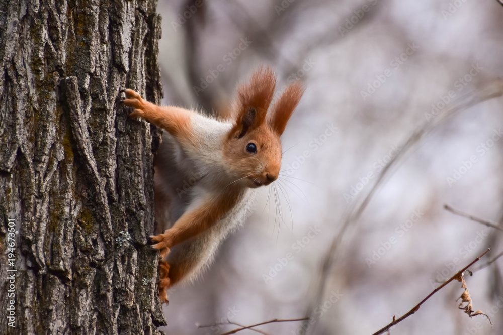 Beautiful and cheerful squirrel in the forest.