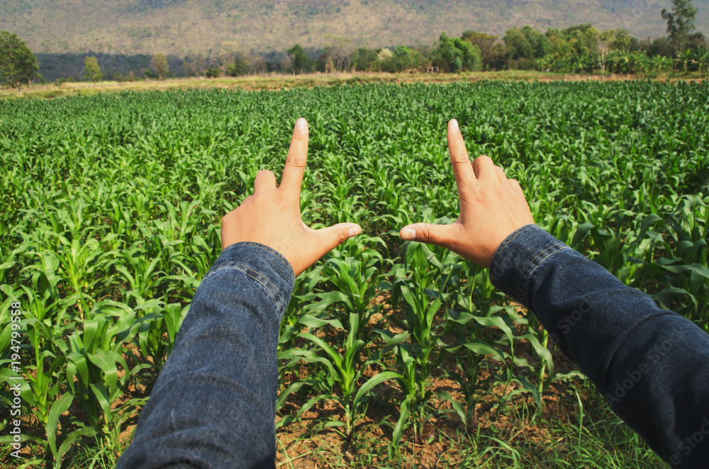 hand framing view cornfield