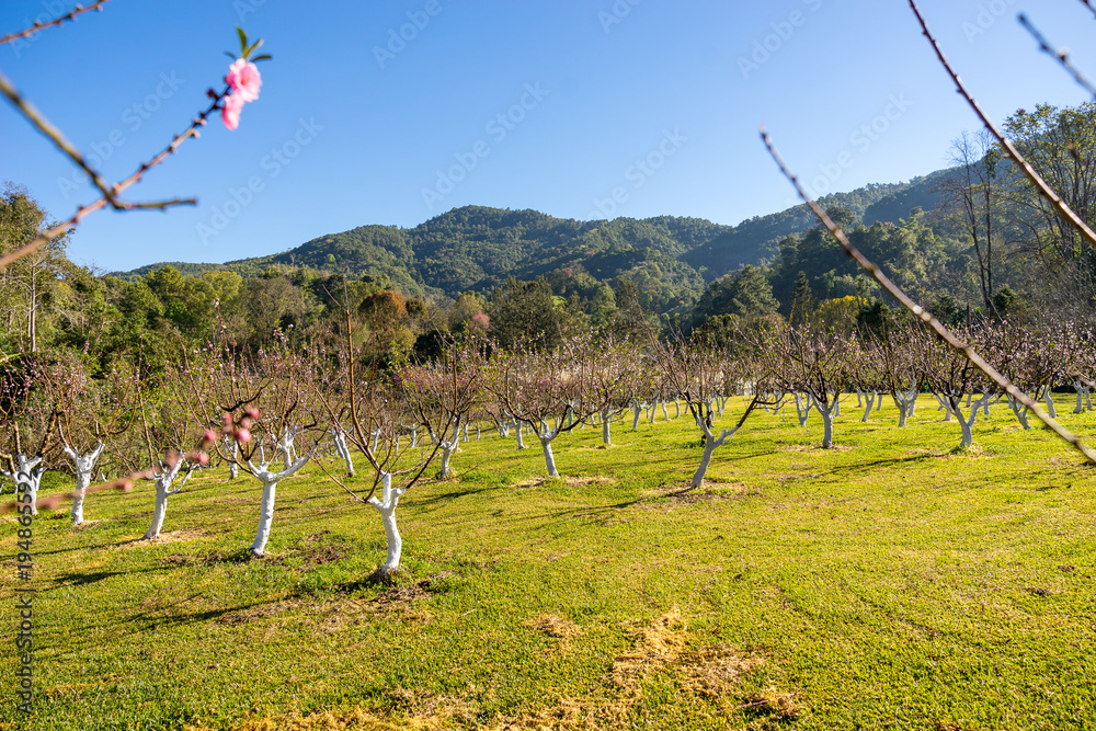 樱花或泰国樱花在冬季盛开