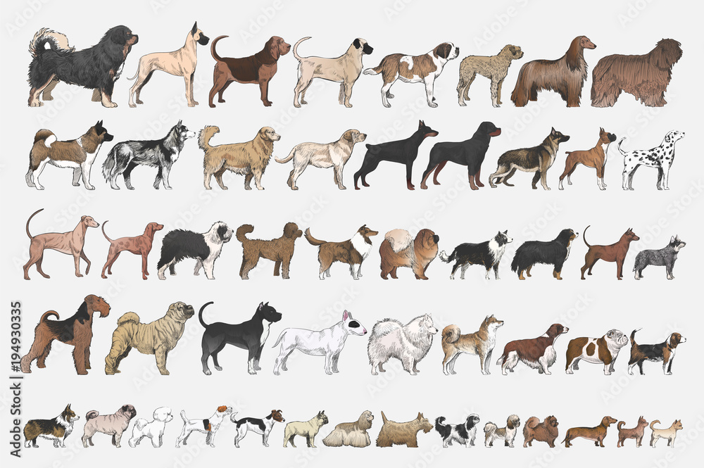 Illustration drawing style of dog