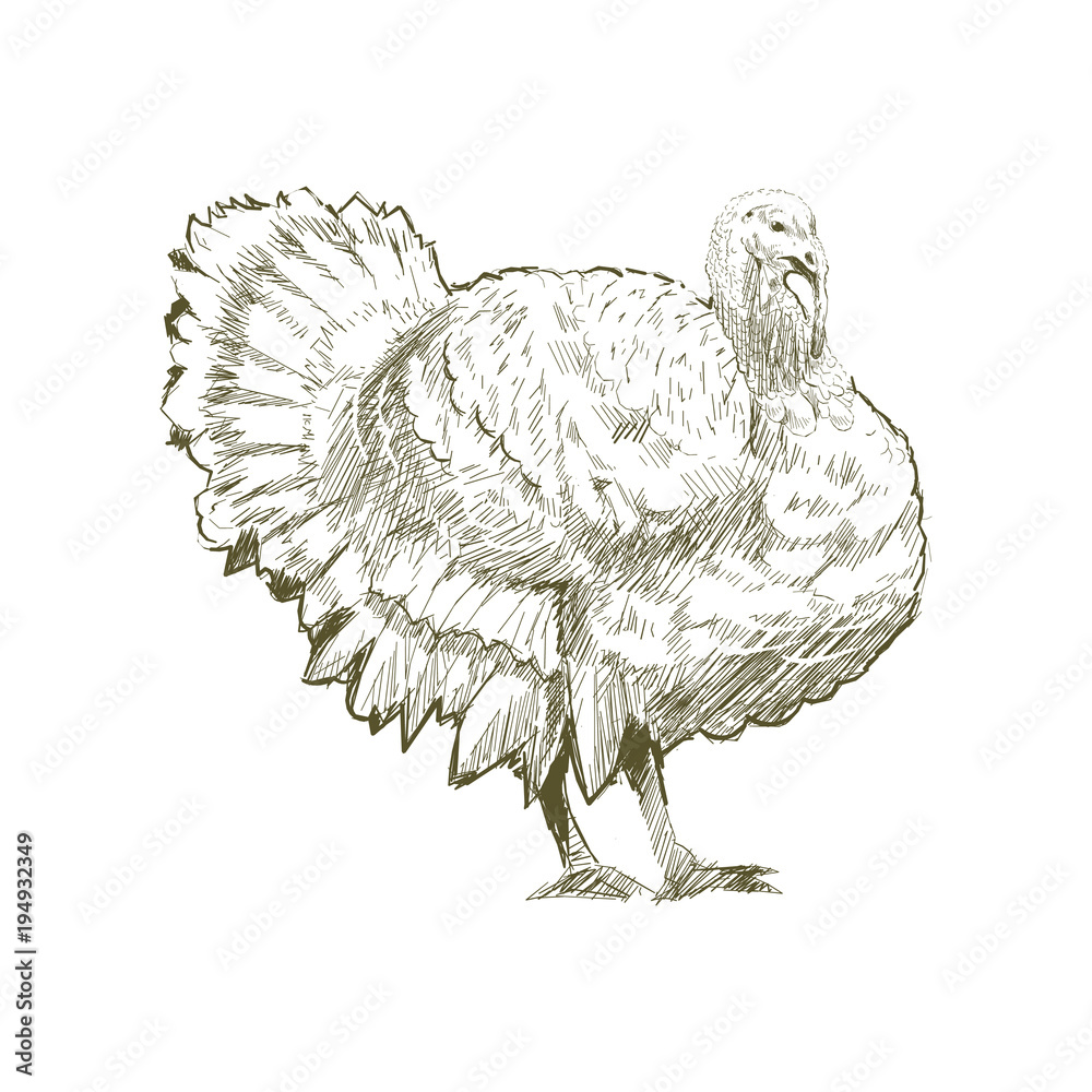 Illustration of turkey isolated on background