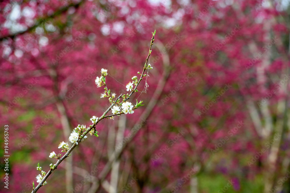 梅花枝条