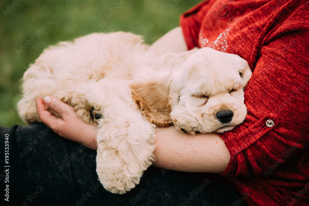 睡在女人手上的美国白人可卡犬