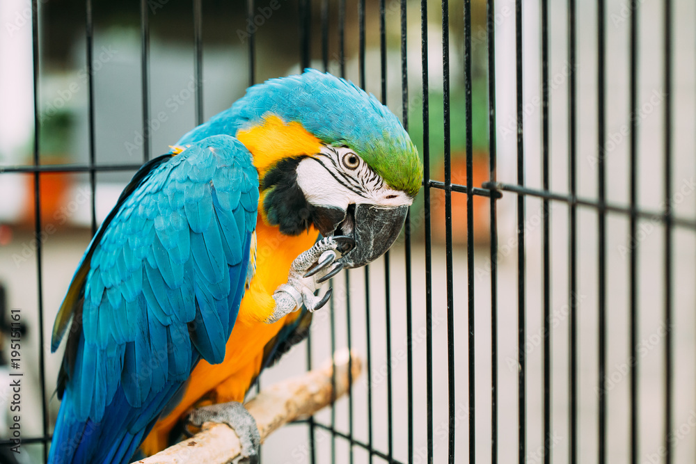 Blue-and-yellow Macaw Also Known As The Blue-and-gold Macaw In Zoo