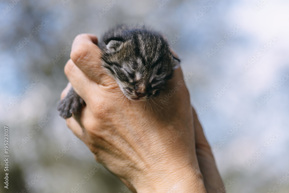 新生小猫在户外活动。动物摄影