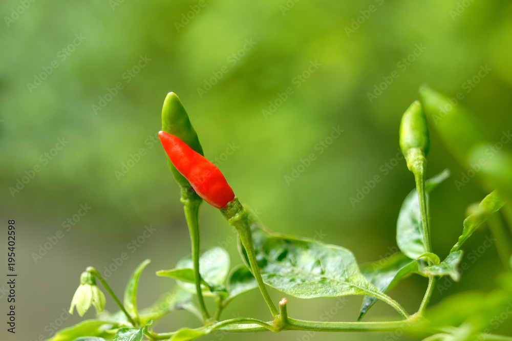 Chilli pepper on tree in garden.