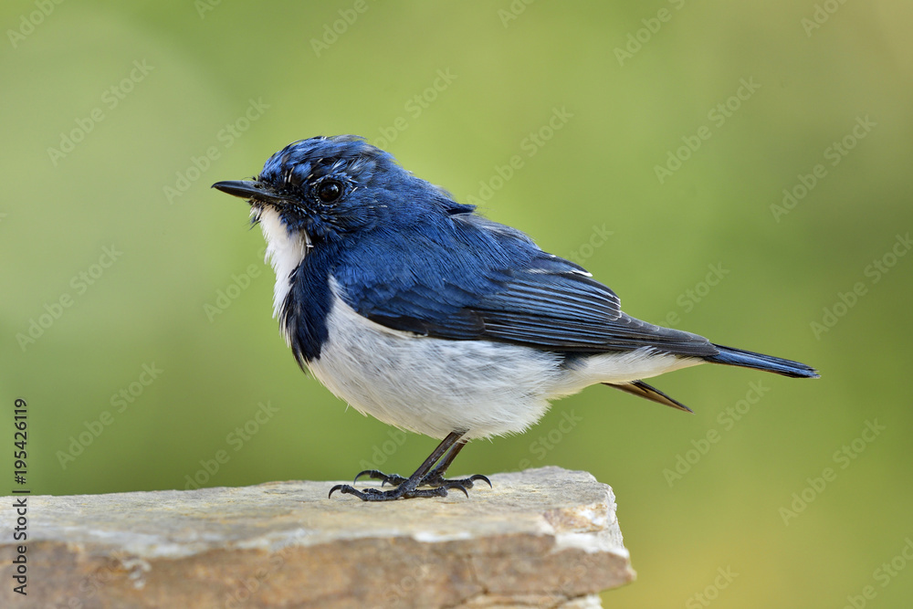 日本画眉鸟（Turdus cardis）的雄性，有白色腹部、黄色喙和l的令人惊叹的黑色条纹鸟