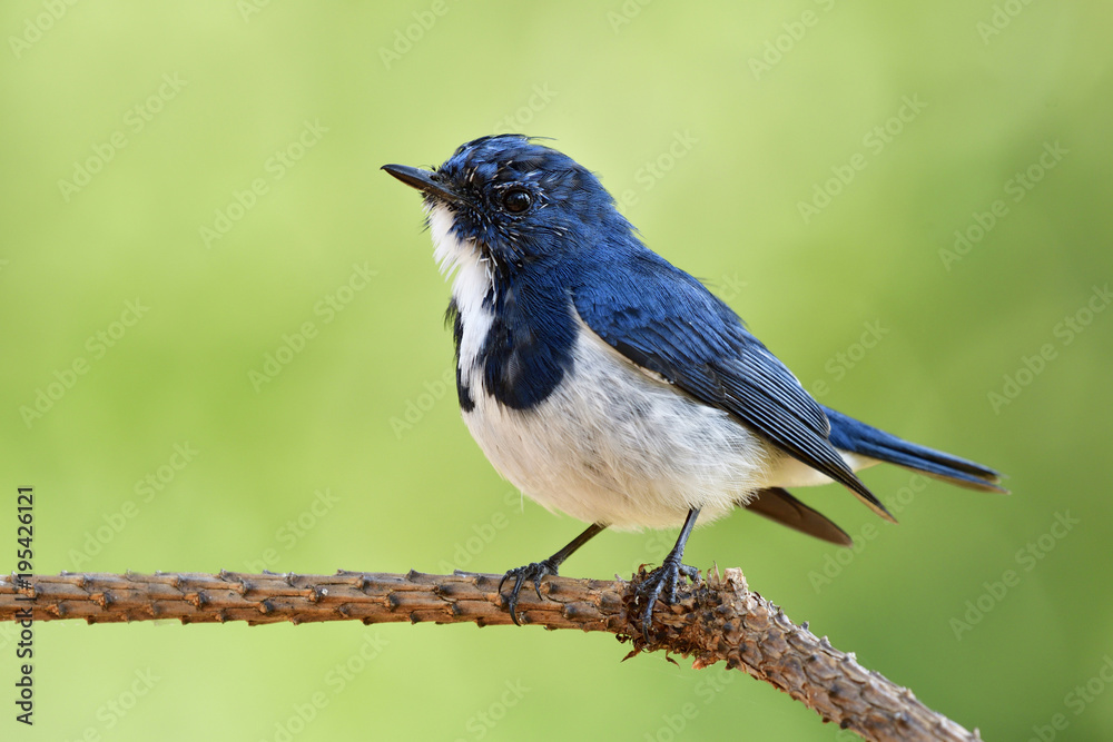 日本画眉鸟（Turdus cardis）的雄性，有着白色腹部、黄色喙和l的令人惊叹的黑色条纹鸟