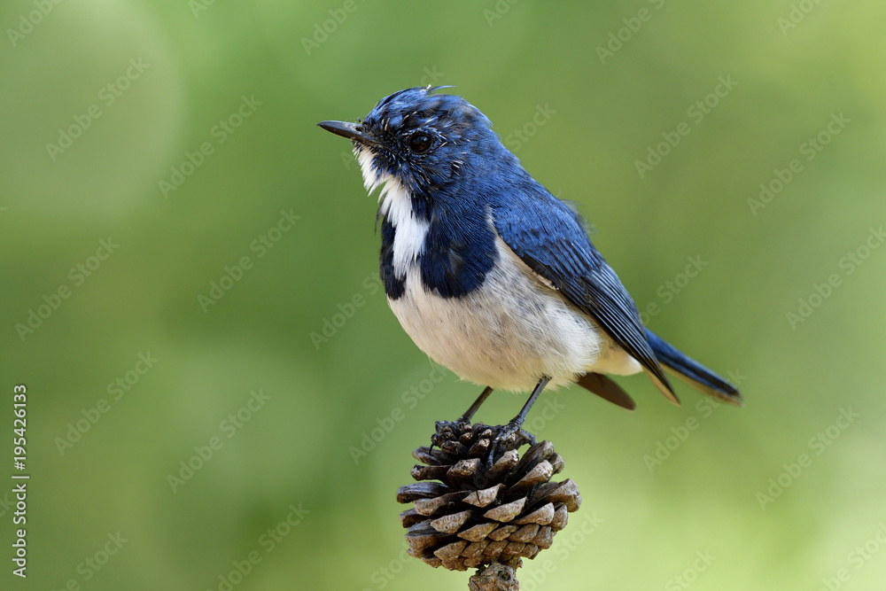 可爱的蓝鸟，Ultamarine Flycatcher（superciliaris ficedula）栖息在松树开花的果实上