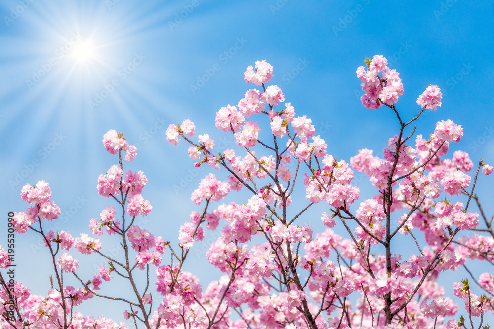 Rosa Kirschblüte bei Sonnenschein im Frühling