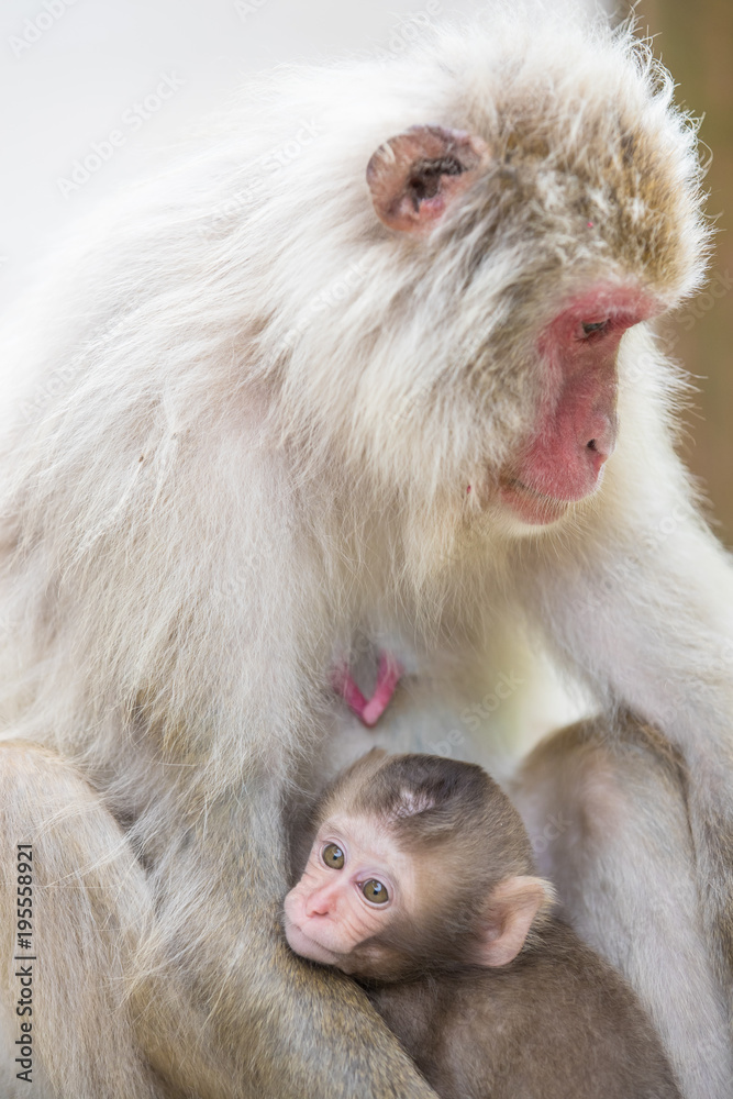 Jigokudani Monkey Park , monkeys bathing in a natural hot spring at Nagano , Japan