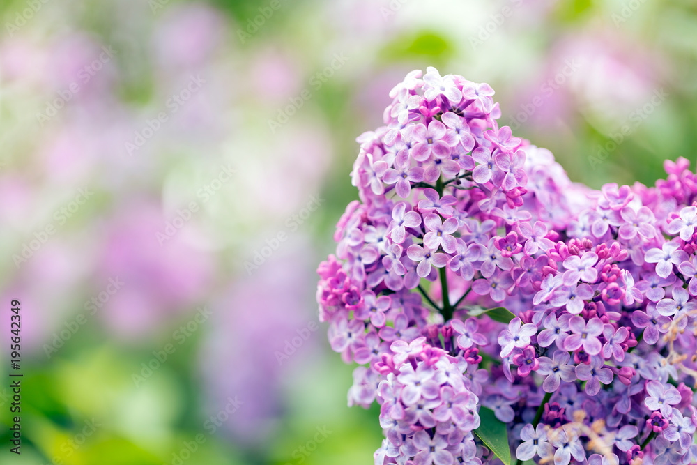 丁香花春暖花开