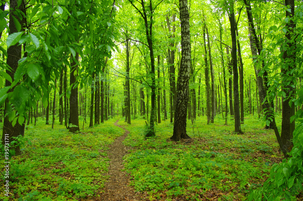 Forest trees in spring