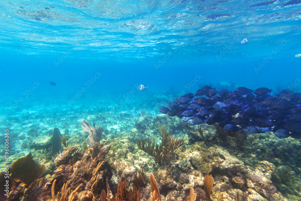 Shoal of blue fishes in the Caribbean Sea of Mexico