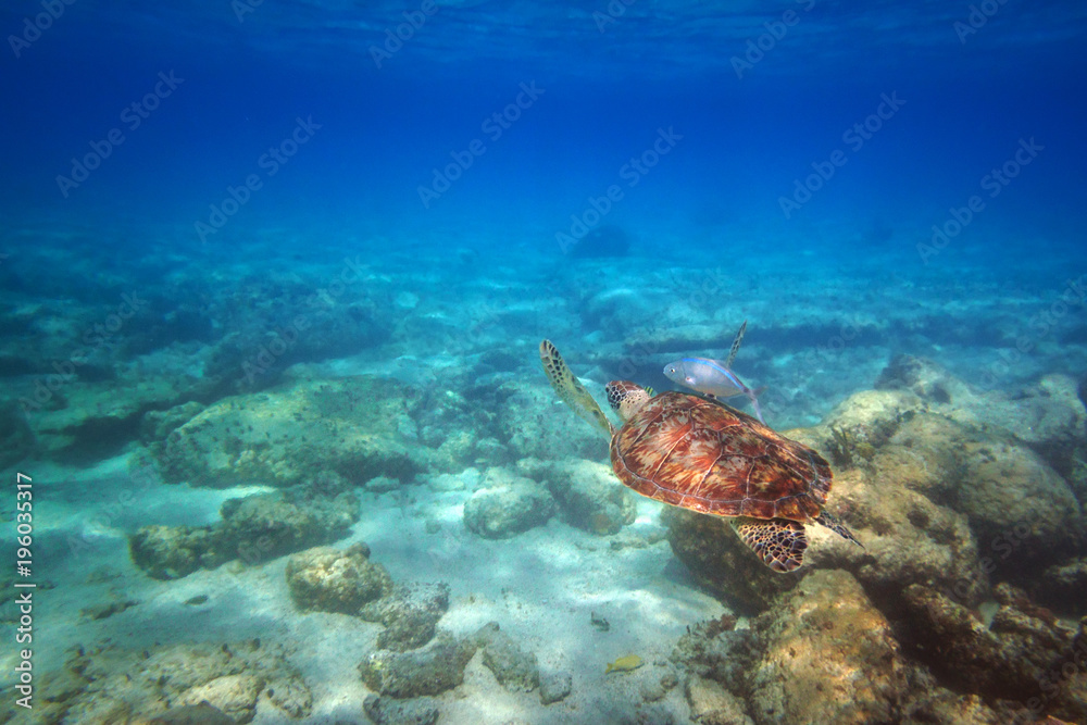 绿海龟在墨西哥加勒比海游泳