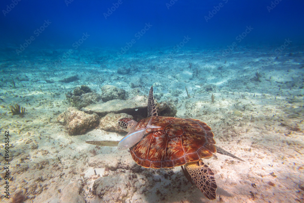 绿海龟在墨西哥加勒比海游泳