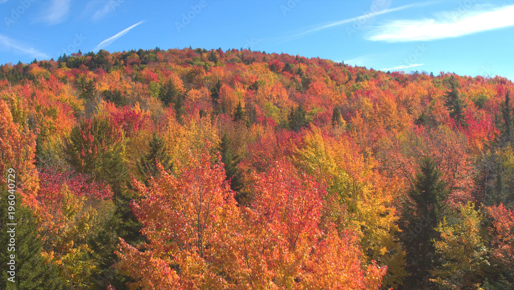 AERIAL: Flying over endless forest with red, orange and yellow colored canopies.