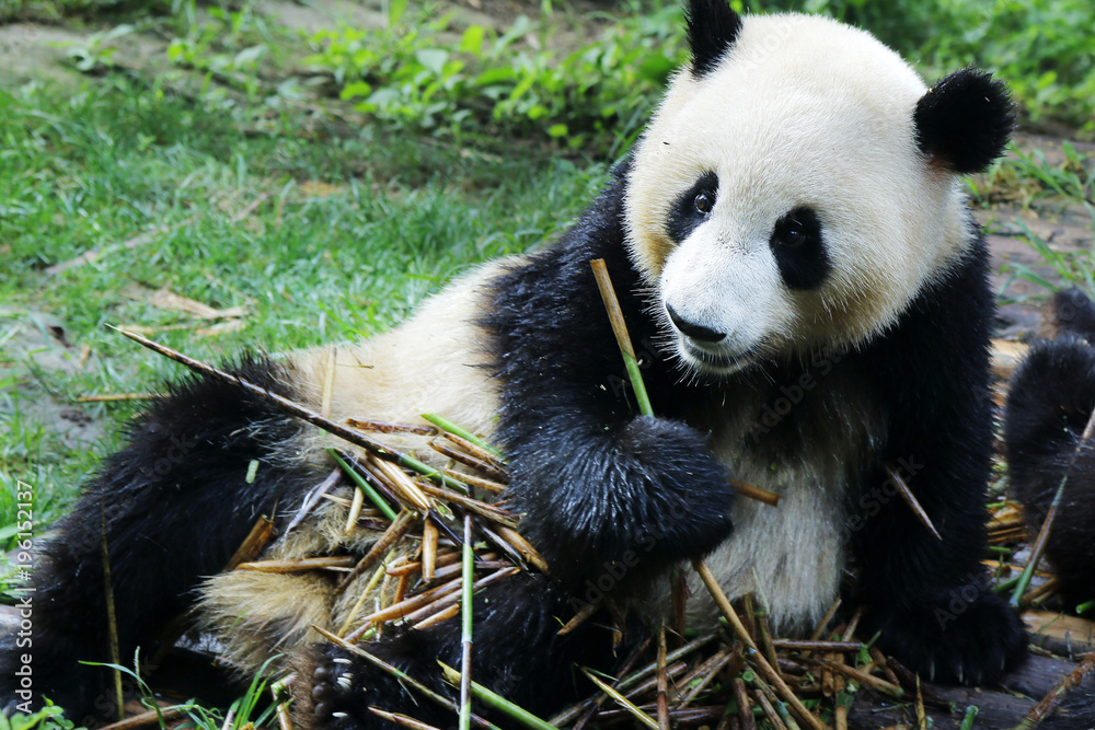 panda eating bamboo