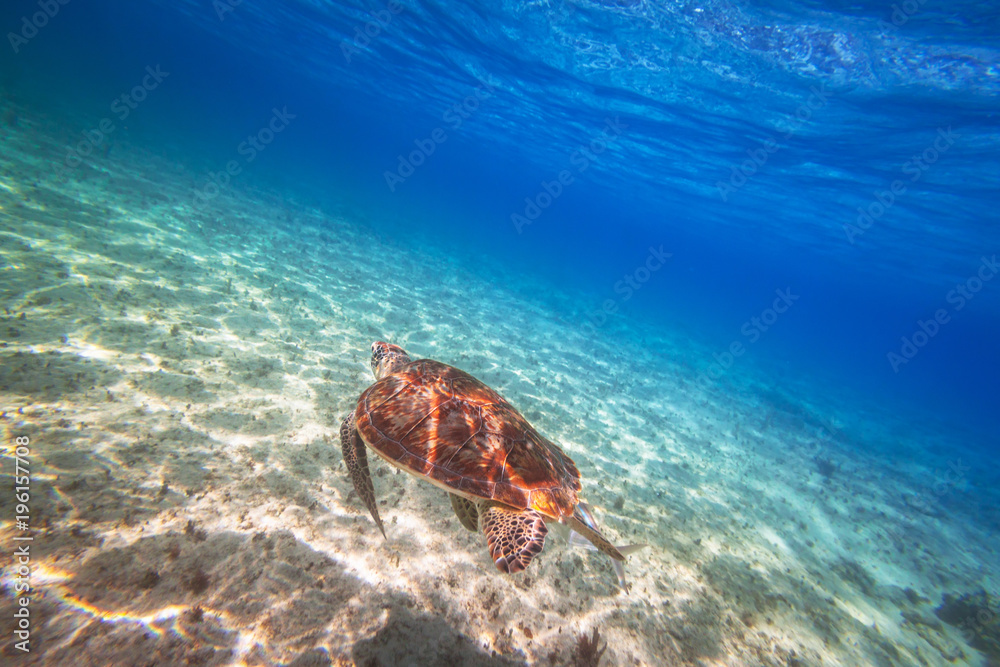 绿海龟在墨西哥加勒比海游泳